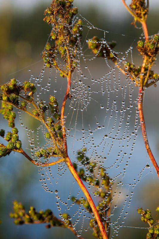 Kirilov Dmitry, Russia