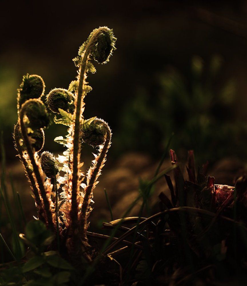 Папоротникова ночь