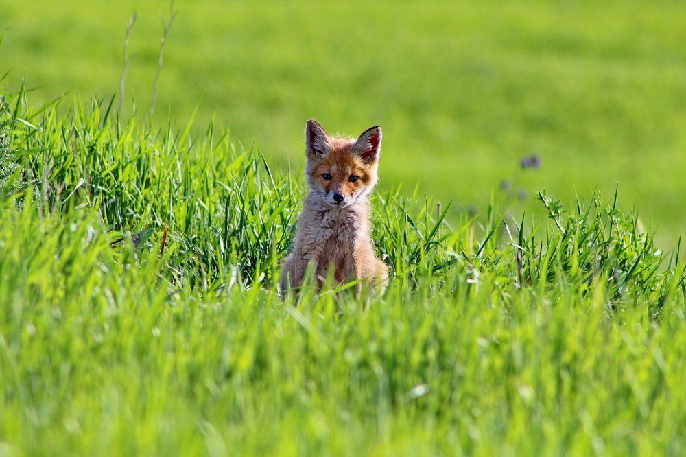 Любопытный