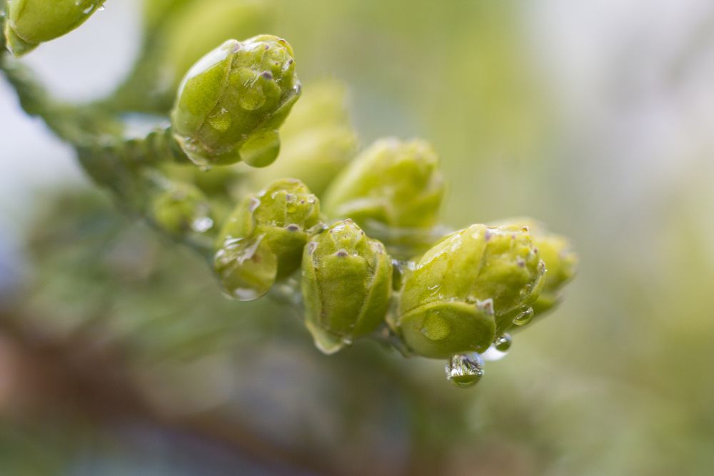 После дождя