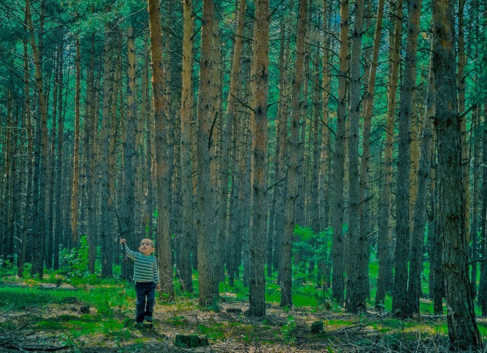 Тихо в лесу