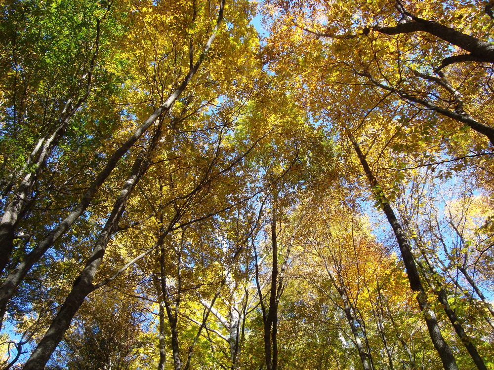 Осенняя мозаика