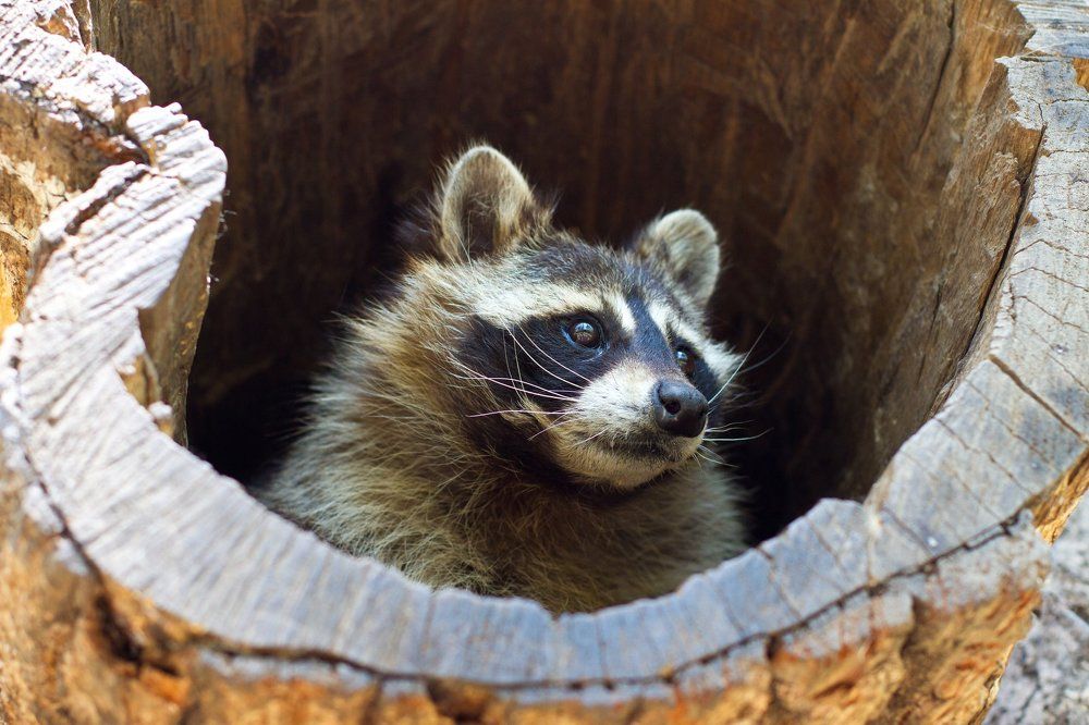 Любопытный енот