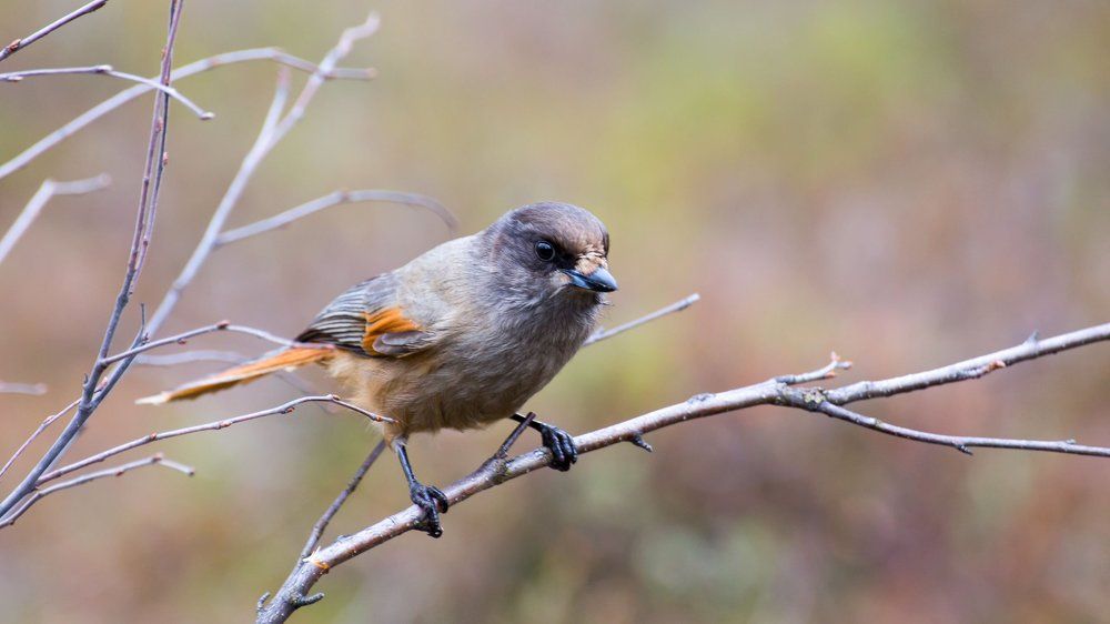 Горихвостка