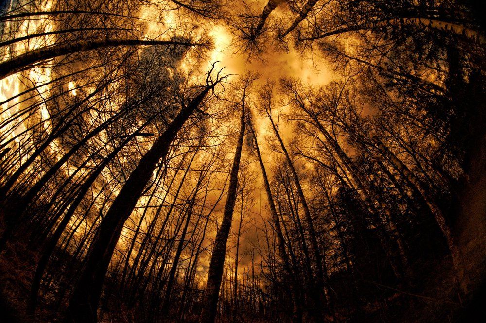 Небеса в лесу