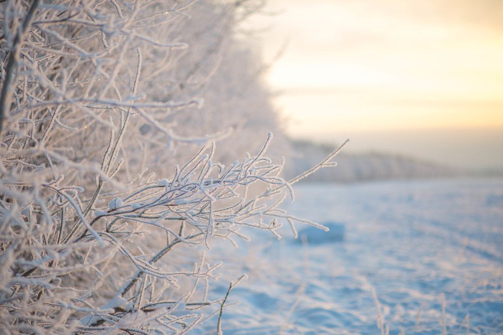Деревья в инее!