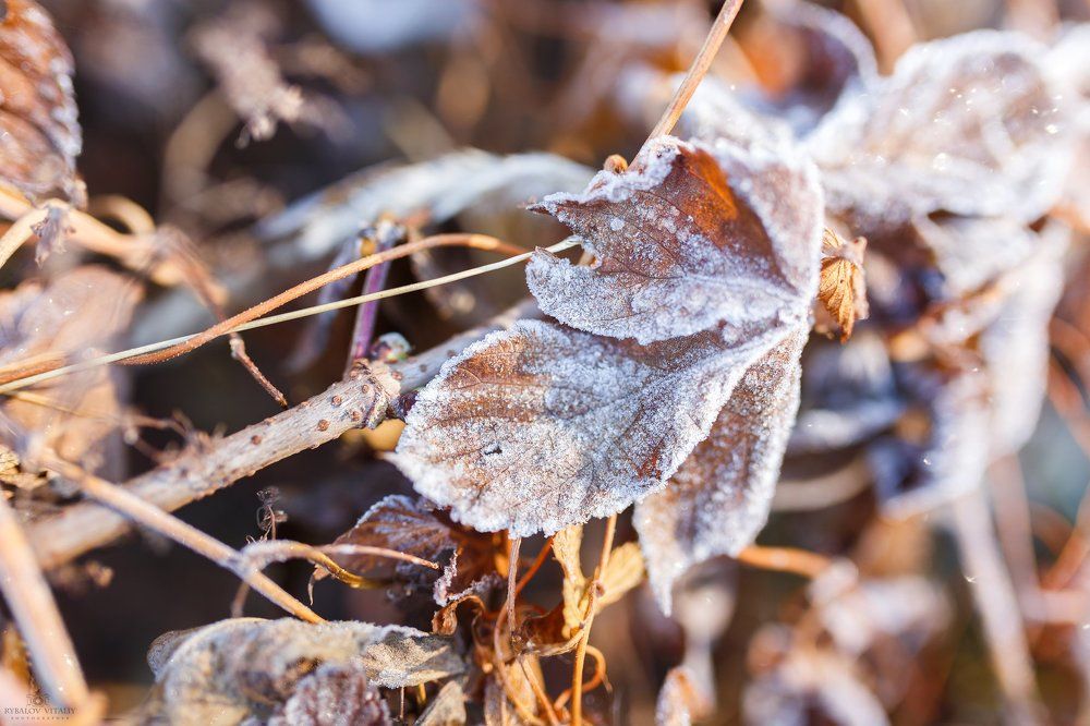 осенние заморозки