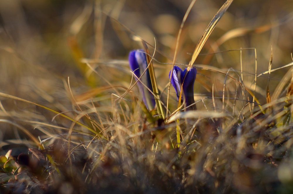 Подснежники