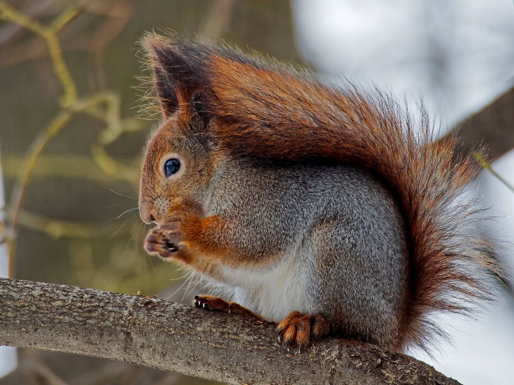 Царство белок