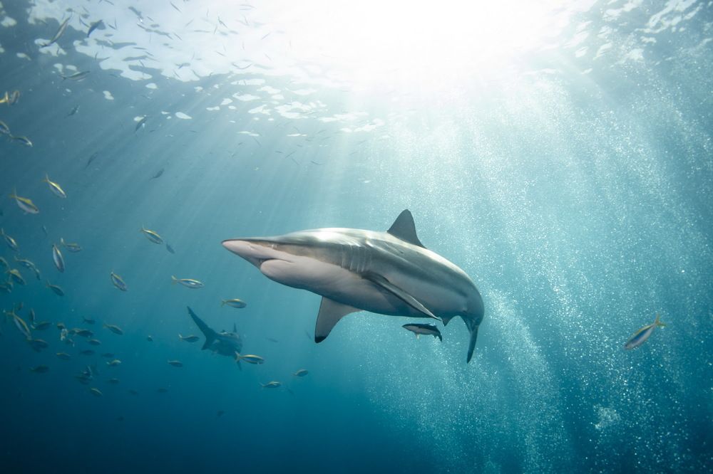 Photograph by Pavel Osada