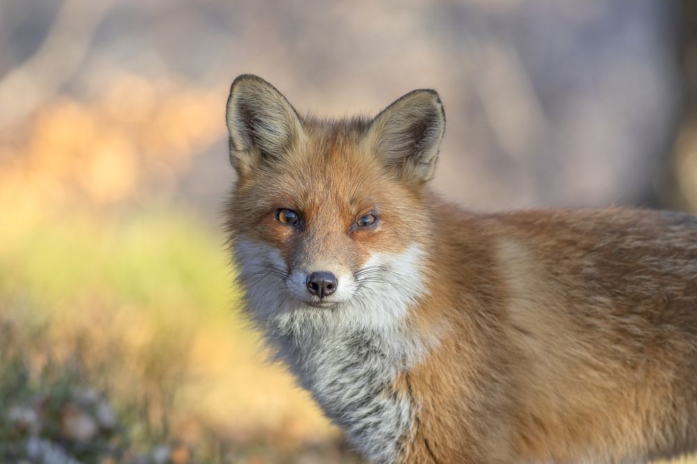 Red fox portrait