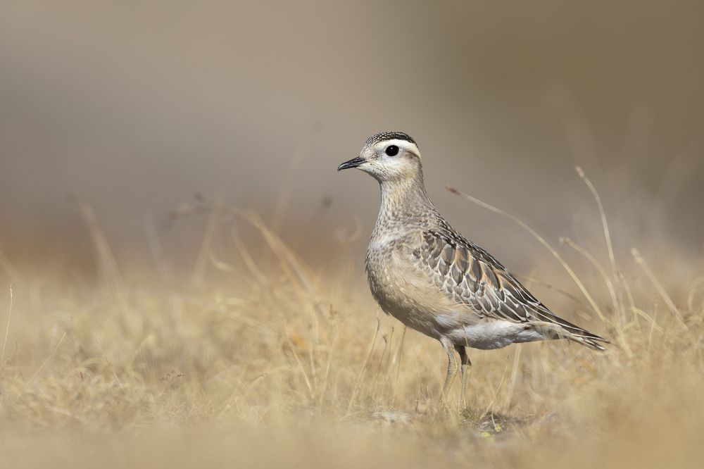 Eurasian dotterel