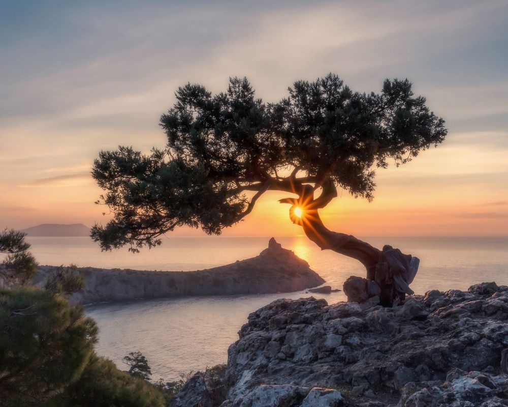 Можжевельники Нового Света