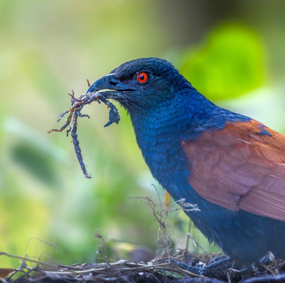 Photograph by Siju Thomas