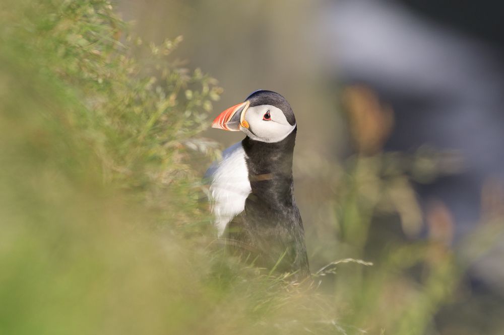 Photograph by Massimo Sotto