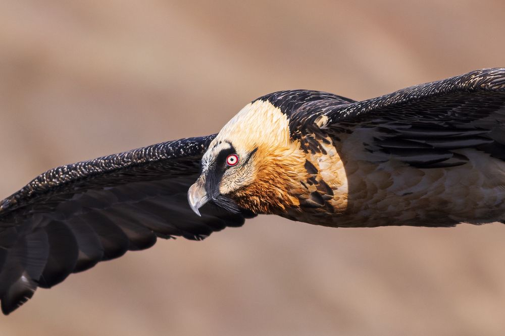 Bearded vulture portrait