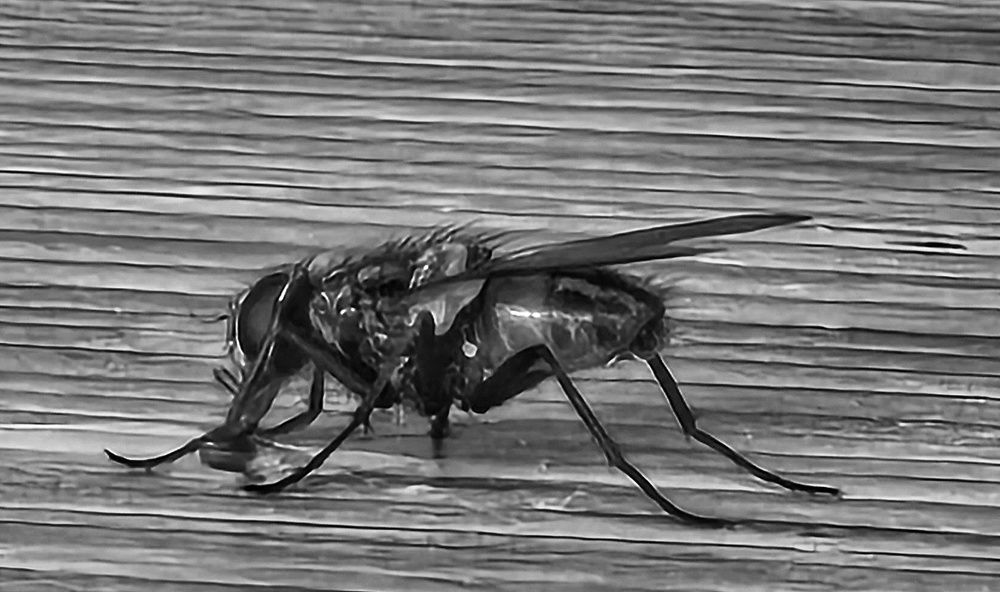 Photograph by Anneliese Wilpe