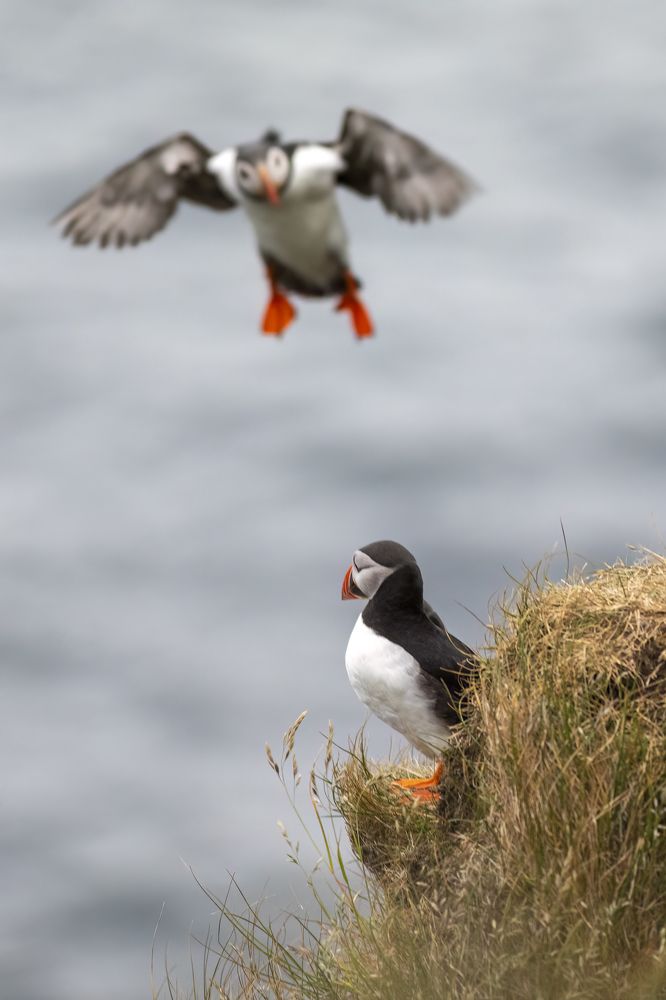 Landing puffin
