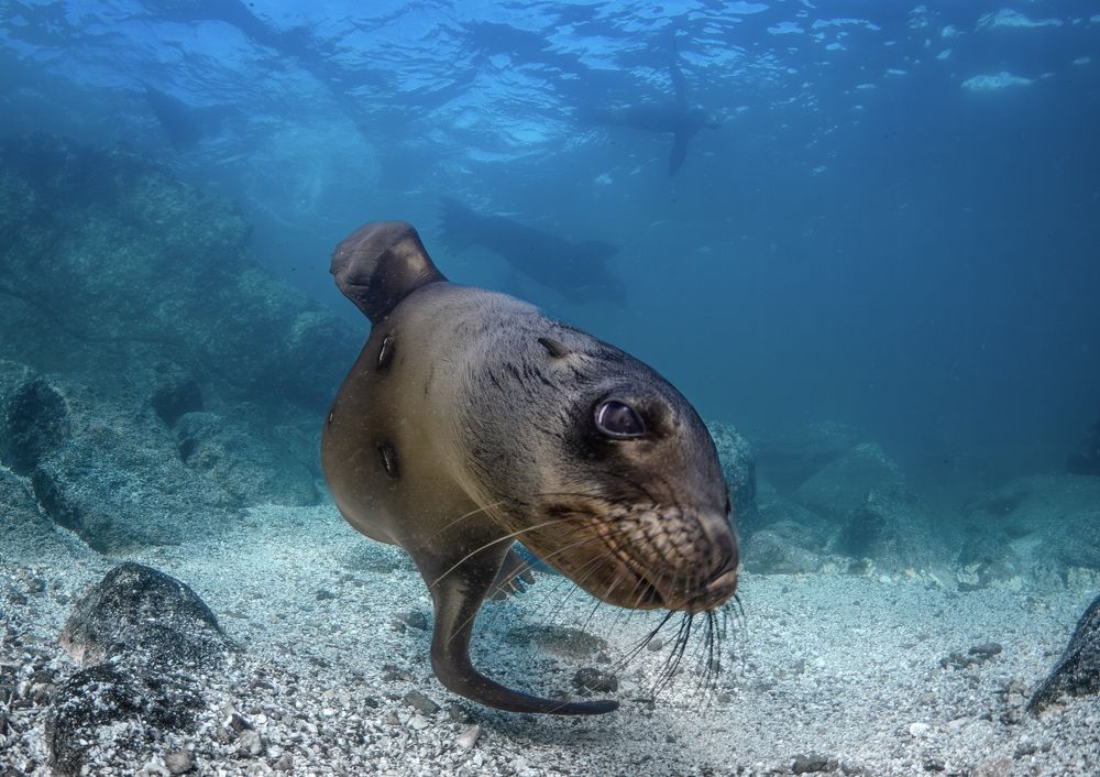 Sealion - La Paz