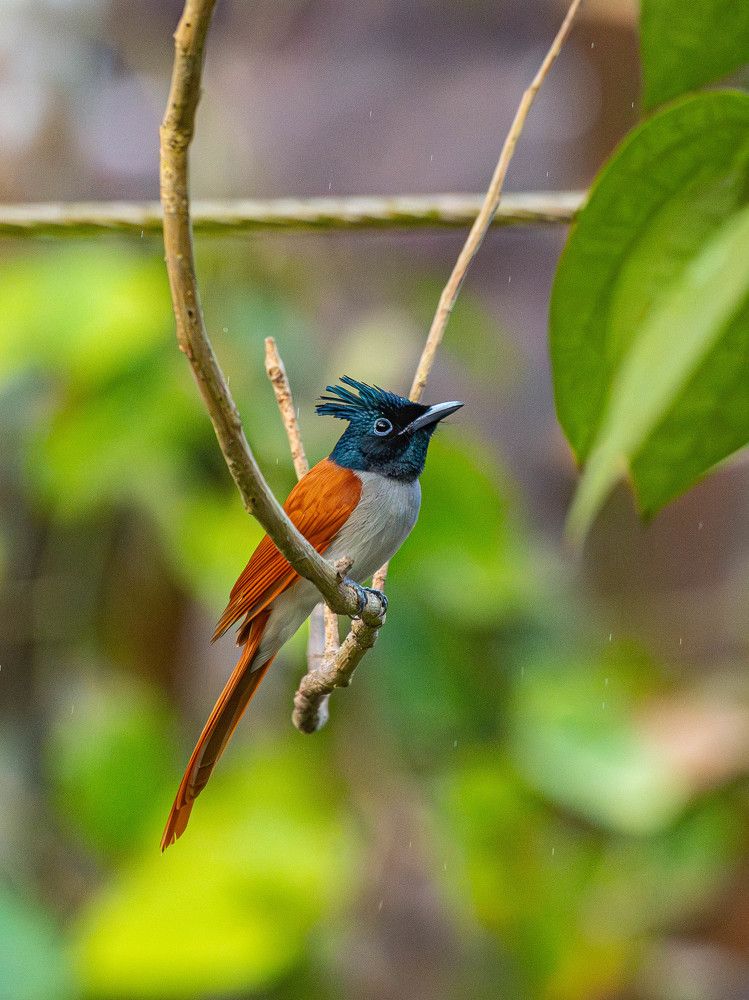 Photograph by Sahil K