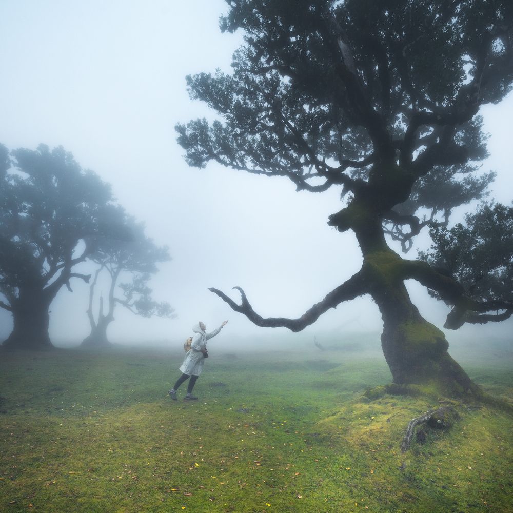 Ежики в тумане