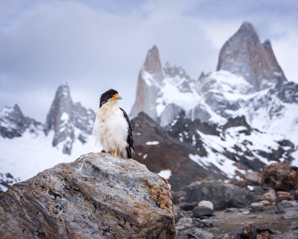 Один день из жизни птички каракара в Патагонии