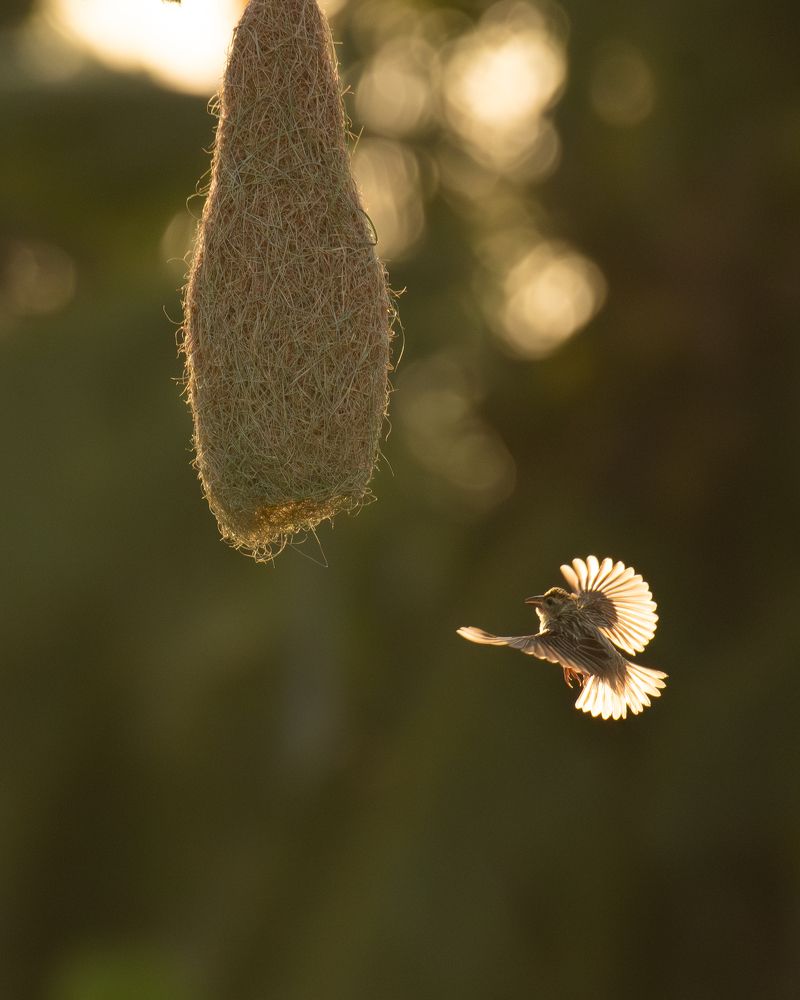 Фотография автора Anandhu M