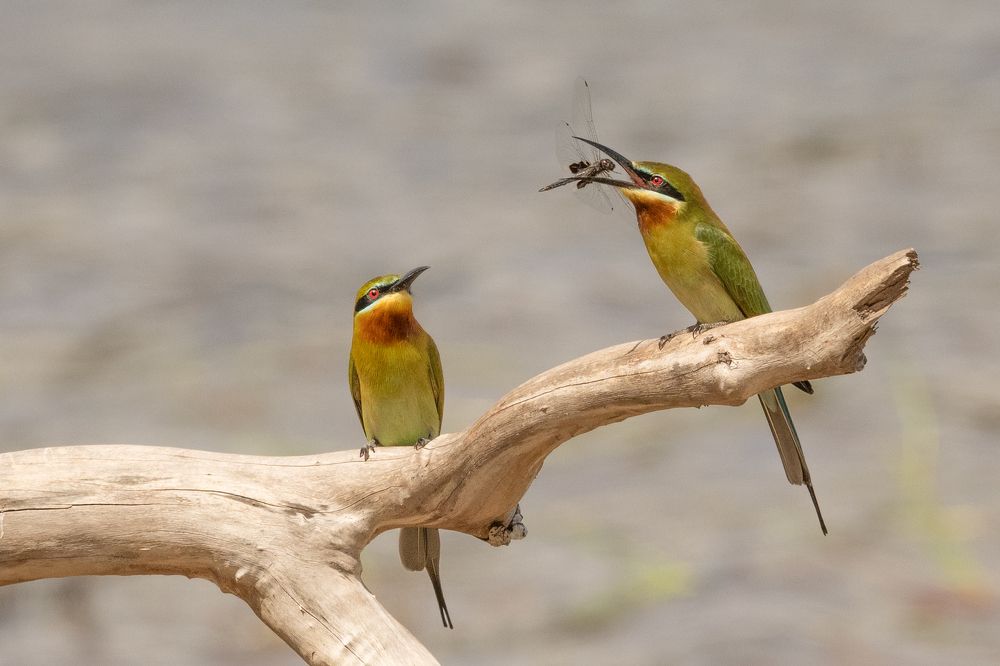 Photograph by Indika Prasad