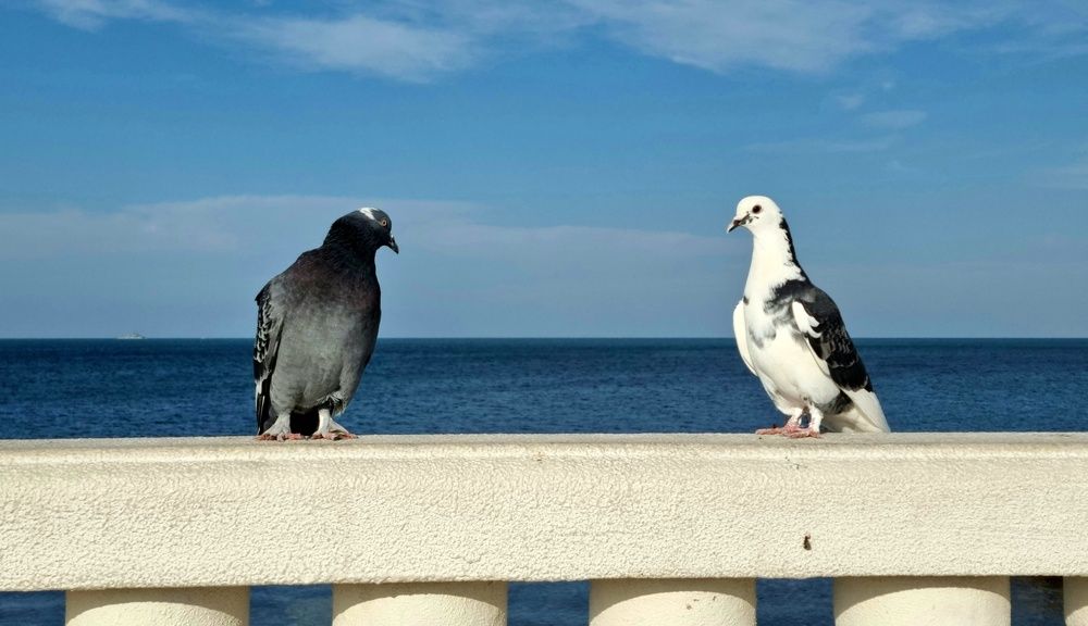 Ты хлеб купил?!