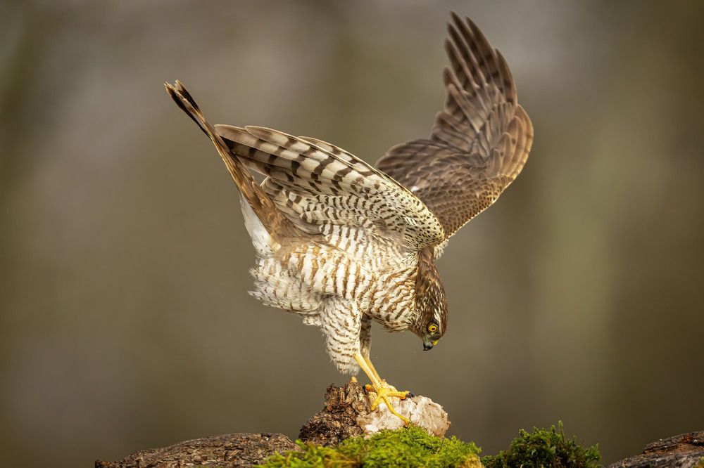 Photograph by Nikolay Stoyanov