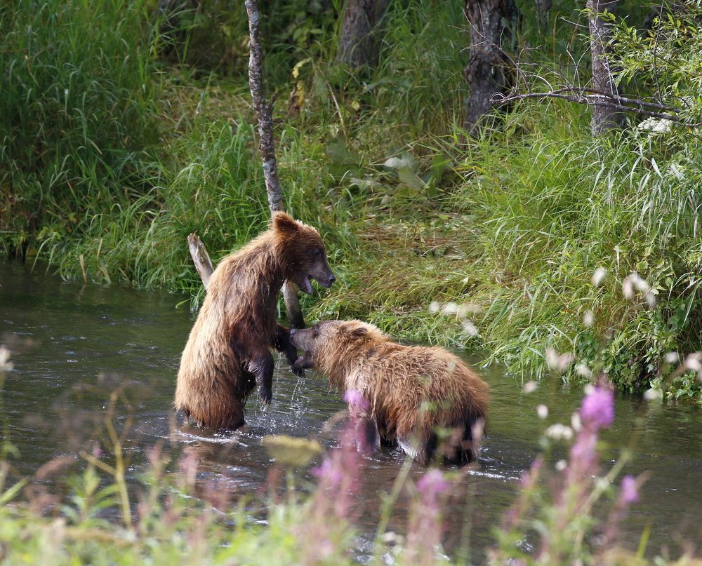 медвежья семья