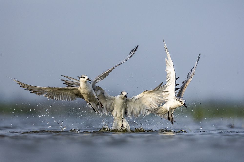 Moment of Mastery: Whiskered Terns at the Precipice of Success