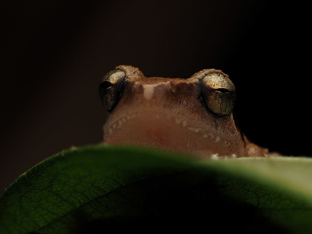 Bush frog