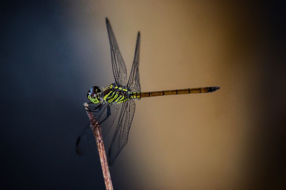 Фотография автора Srijan