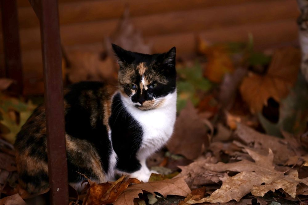 Коты бывают разные