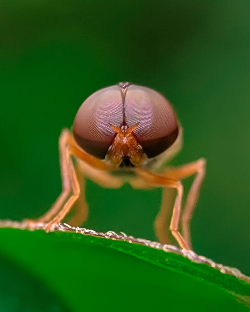 The Eyes of the Nature.
