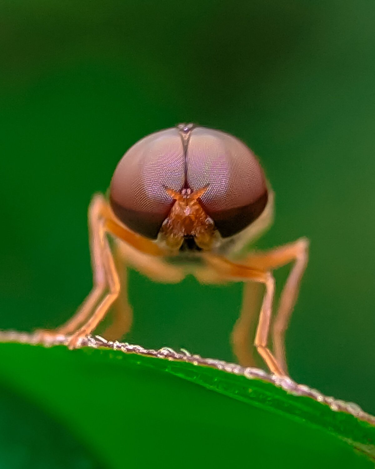 The Eyes of the Nature.