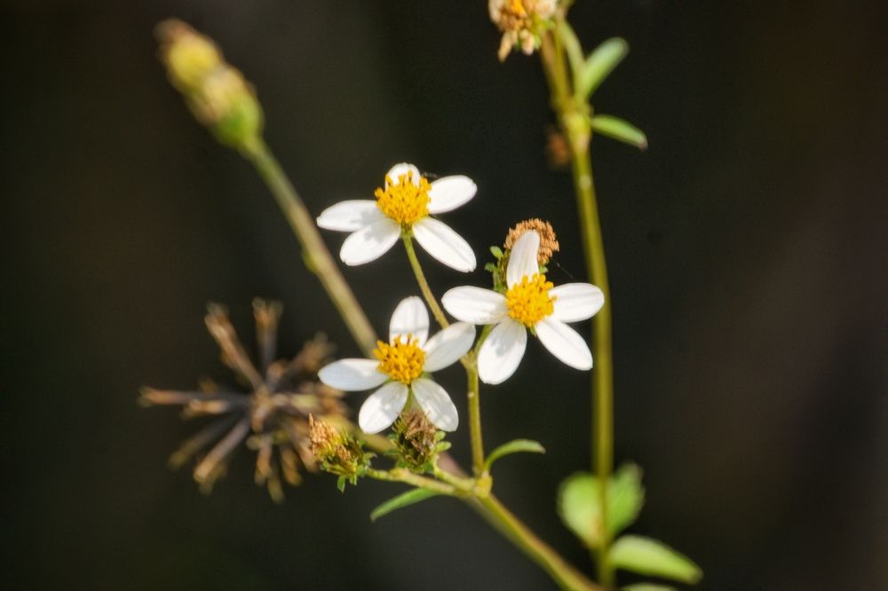 Photograph by Apexlegends Install