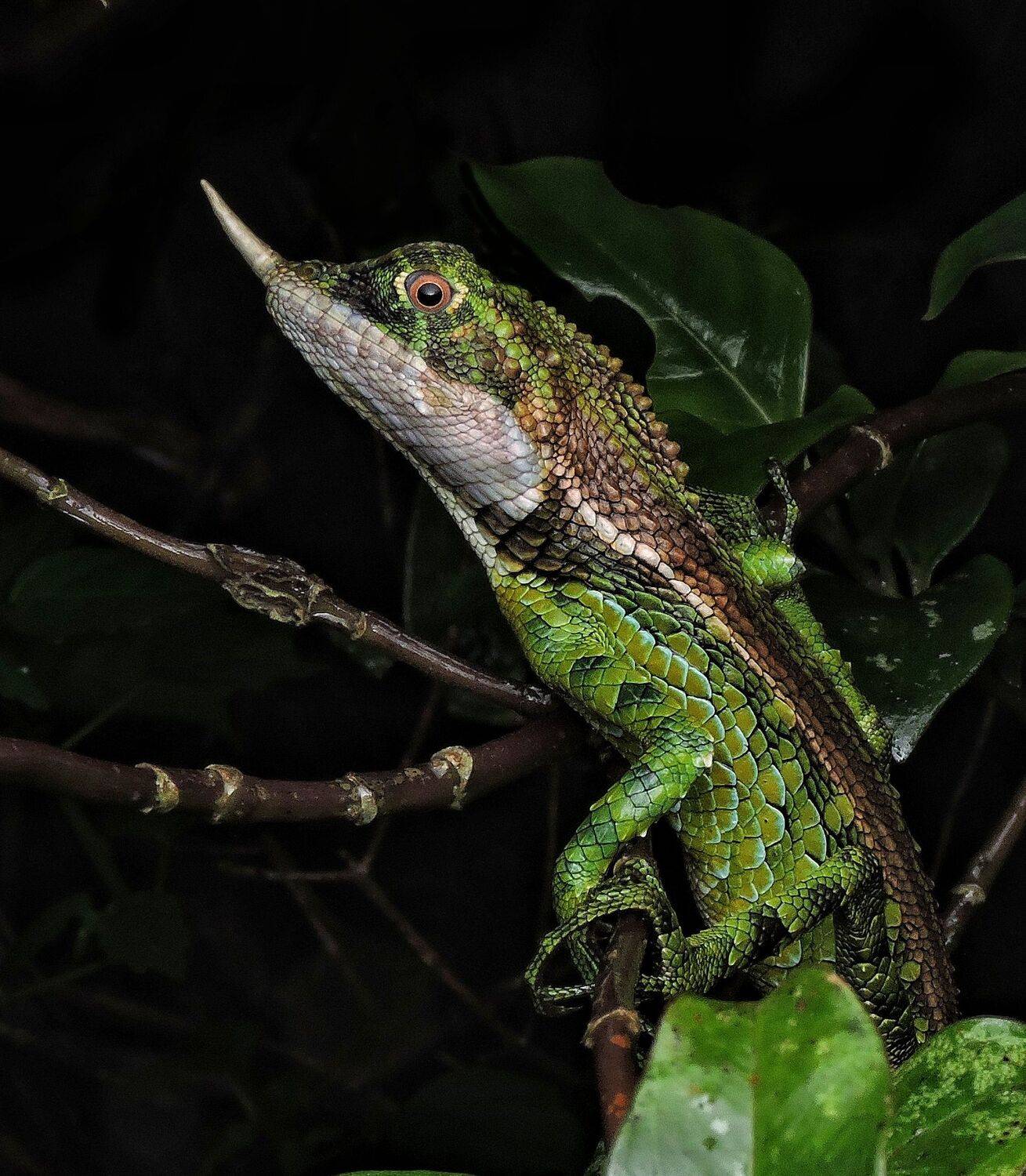A male Rhino-horned Lizard