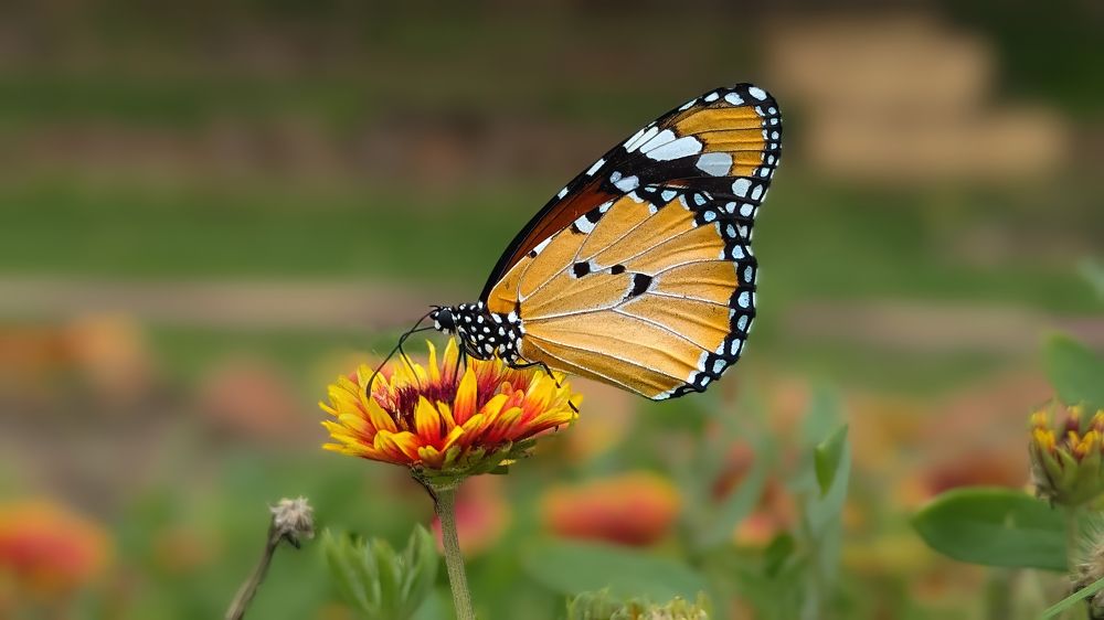 Photograph by Deepak KGK