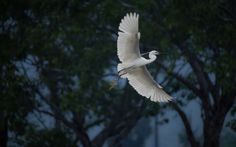 Photograph by Deepak KGK