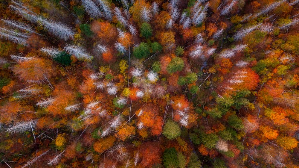 Photograph by Jurij Pelc