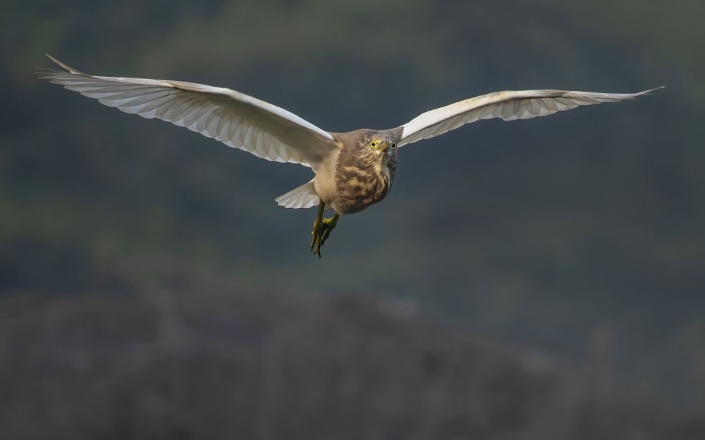 Photograph by Deepak KGK