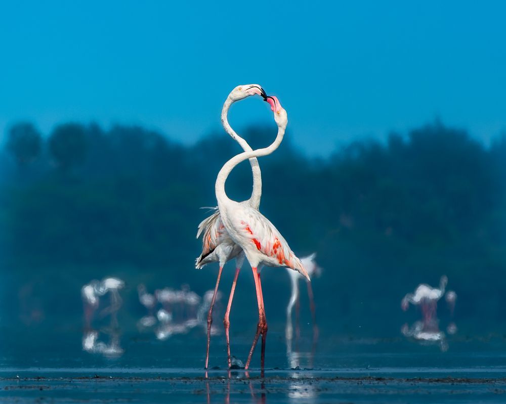 Photograph by Arango K