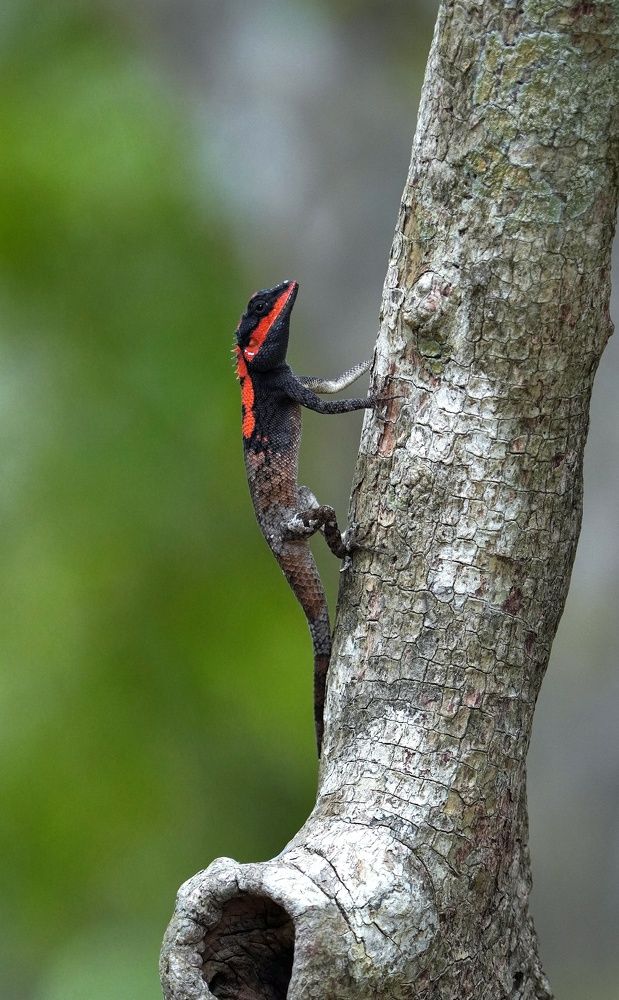 A sun basking Painted-lip lizard