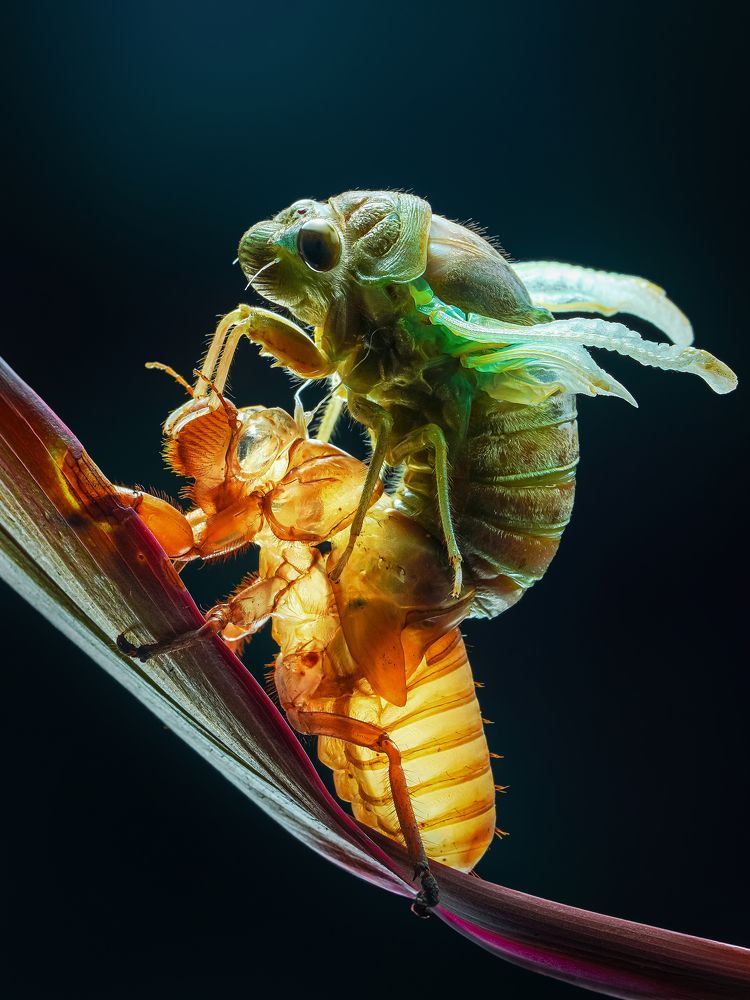 Molting cicada