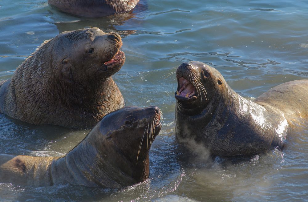 Photograph by Евгений Владимиров