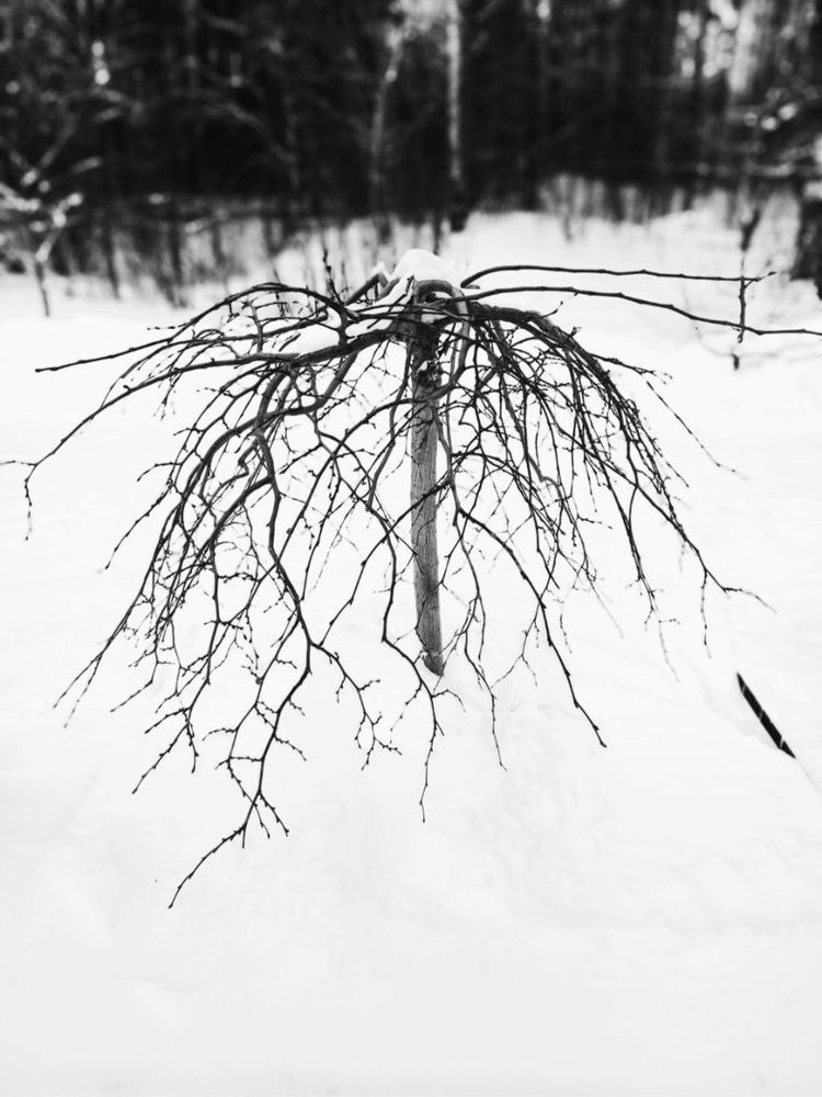 Photograph by Марина Хохрякова