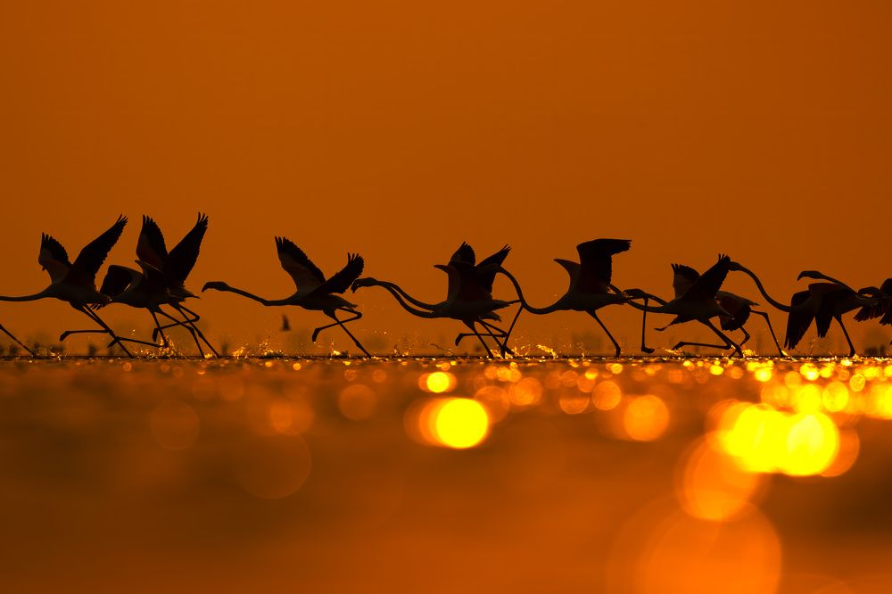 Dancing on the Edge of Fire