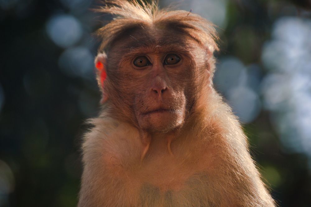 Photograph by Bragadeesh R